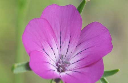 جريدة الحقيقة