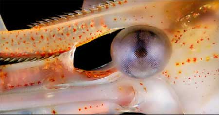 جريدة الحقيقة