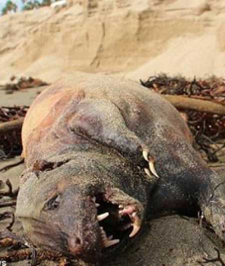 جريدة الحقيقة