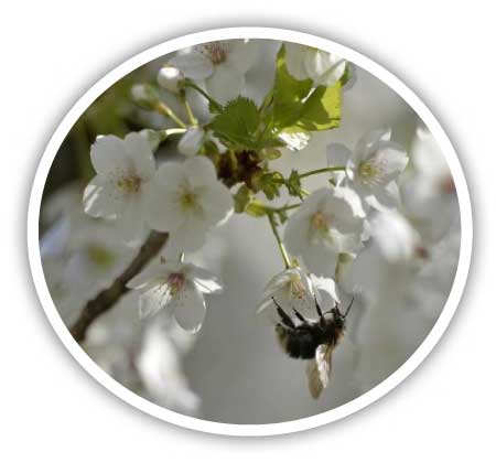 جريدة الحقيقة