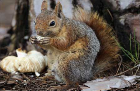 جريدة الحقيقة