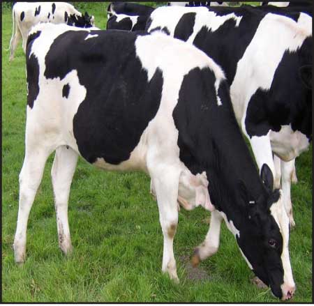 جريدة الحقيقة