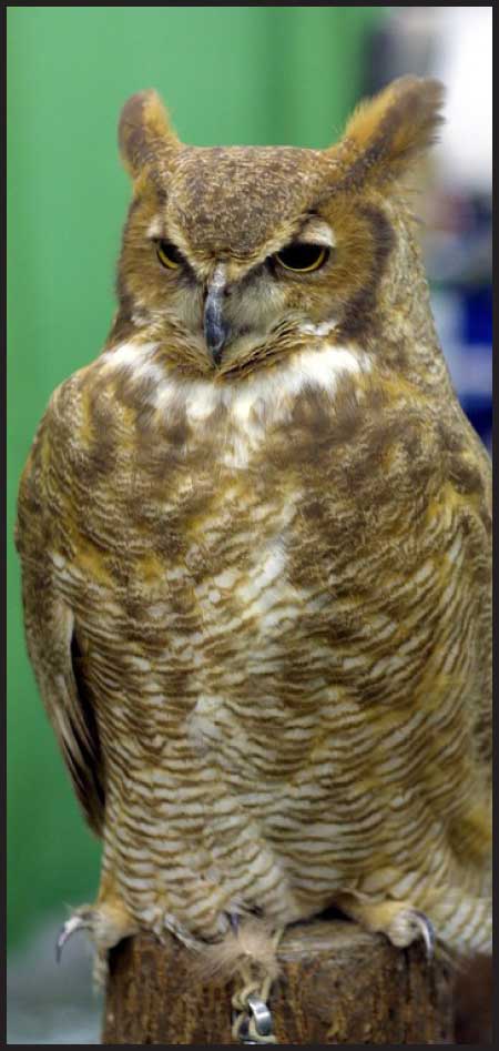 جريدة الحقيقة