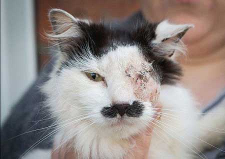 جريدة الحقيقة