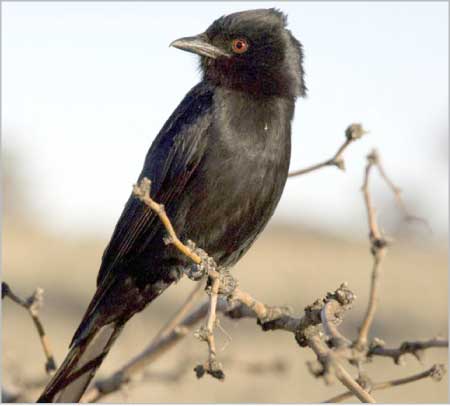 جريدة الحقيقة