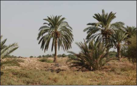 جريدة الحقيقة