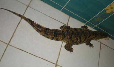 جريدة الحقيقة