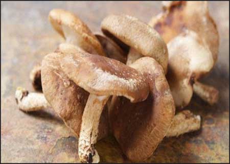 جريدة الحقيقة