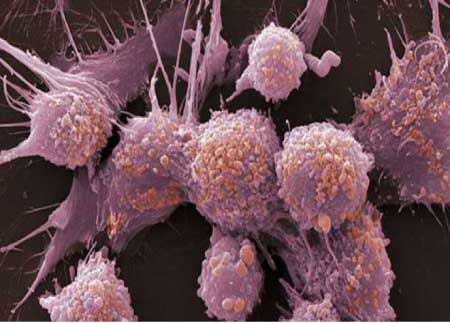 جريدة الحقيقة