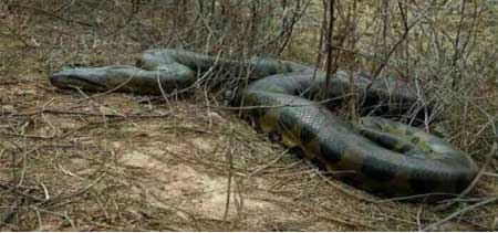 جريدة الحقيقة