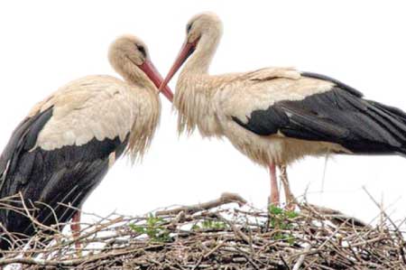 جريدة الحقيقة