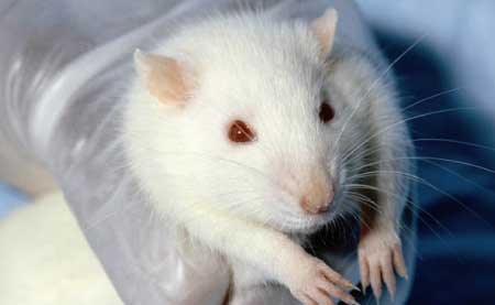 جريدة الحقيقة