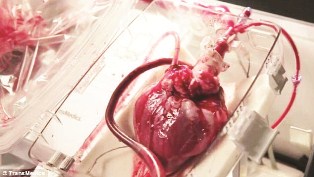 جريدة الحقيقة