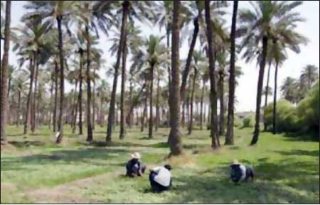 جريدة الحقيقة