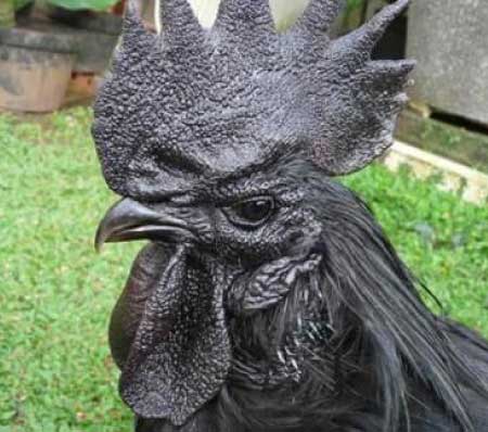 جريدة الحقيقة