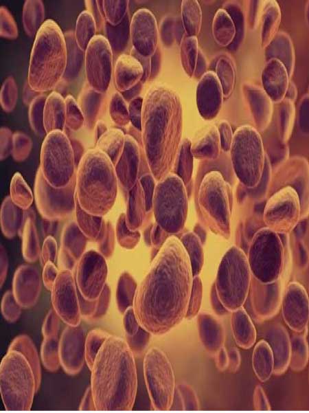 جريدة الحقيقة