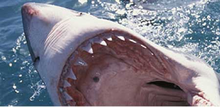 جريدة الحقيقة