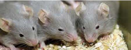 جريدة الحقيقة