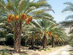 جريدة الحقيقة